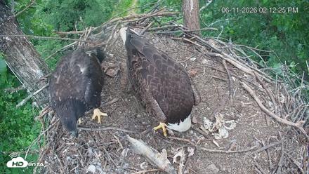 Cardinal Land Conservancy Eagles Live Webcam - Jun 11, 2026, 2:13pm EDT