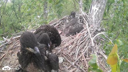 Cardinal Land Conservancy Eagles Live Webcam - May 4, 2026, 11:43am EDT