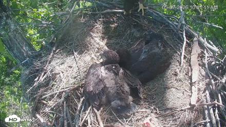 Cardinal Land Conservancy Eagles Live Webcam - May 7, 2026, 10:48am EDT