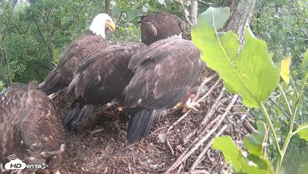 Cardinal Land Conservancy Eagles Live Webcam - May 27, 2026, 7:05pm EDT
