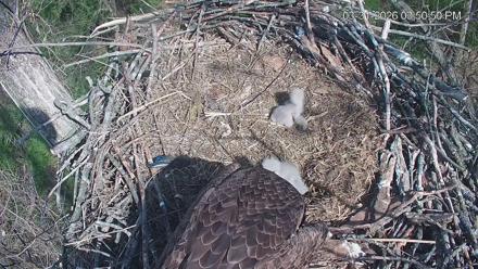 Cardinal Land Conservancy Eagles Live Webcam - Mar 31, 2026, 3:51pm EDT