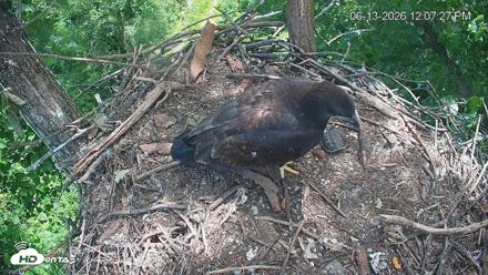 Cardinal Land Conservancy Eagles Live Webcam - Jun 13, 2026, 12:08pm EDT