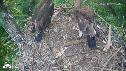 Cardinal Land Conservancy Eagles Live Webcam - Jun 8, 2026, 6:34am EDT