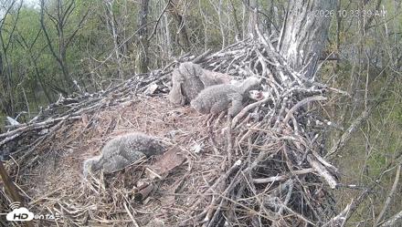 Cardinal Land Conservancy Eagles Live Webcam - Apr 12, 2026, 10:34am EDT