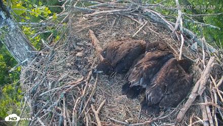 Cardinal Land Conservancy Eagles Live Webcam - May 8, 2026, 7:27am EDT