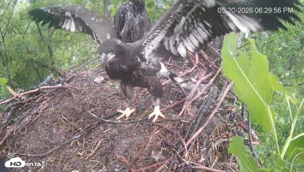 Cardinal Land Conservancy Eagles Live Webcam - May 20, 2026, 6:30pm EDT