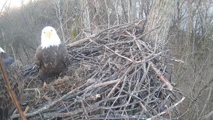 Cardinal Land Conservancy Eagles Live Webcam - Jan 12, 2026, 8:11am EST