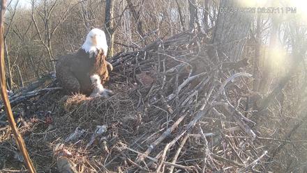 Cardinal Land Conservancy Eagles Live Webcam - Mar 28, 2026, 6:57pm EDT