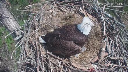 Cardinal Land Conservancy Eagles Live Webcam - Mar 31, 2026, 2:04pm EDT
