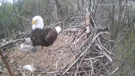 Cardinal Land Conservancy Eagles Live Webcam - Apr 5, 2026, 3:02pm EDT