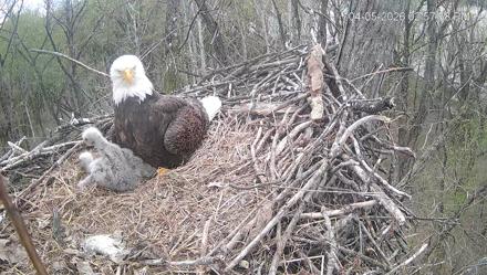 Cardinal Land Conservancy Eagles Live Webcam - Apr 5, 2026, 2:58pm EDT