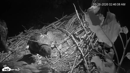 Cardinal Land Conservancy Eagles Live Webcam - May 26, 2026, 2:46am EDT