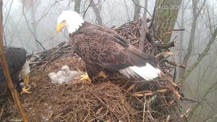 Cardinal Land Conservancy Eagles Live Webcam - Apr 2, 2026, 8:00am EDT