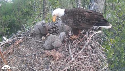 Cardinal Land Conservancy Eagles Live Webcam - Apr 16, 2026, 8:09pm EDT