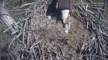 Cardinal Land Conservancy Eagles Live Webcam - Mar 23, 2026, 2:39pm EDT