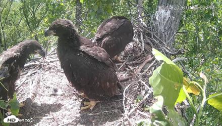 Cardinal Land Conservancy Eagles Live Webcam - May 14, 2026, 1:32pm EDT
