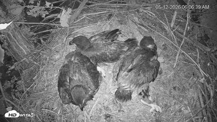 Cardinal Land Conservancy Eagles Live Webcam - May 12, 2026, 6:07am EDT