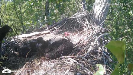 Cardinal Land Conservancy Eagles Live Webcam - May 7, 2026, 10:47am EDT