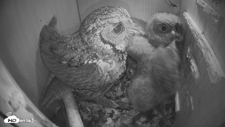 Cardinal Land Conservancy Eagles Live Webcam - Apr 12, 2026, 3:07am EDT