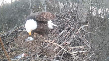 Cardinal Land Conservancy Eagles Live Webcam - Mar 21, 2026, 7:37pm EDT
