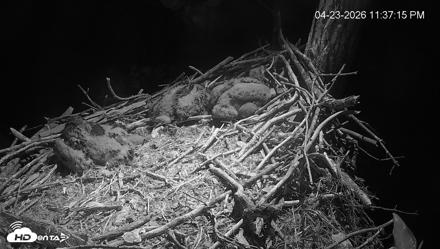 Cardinal Land Conservancy Eagles Live Webcam - Apr 23, 2026, 11:38pm EDT