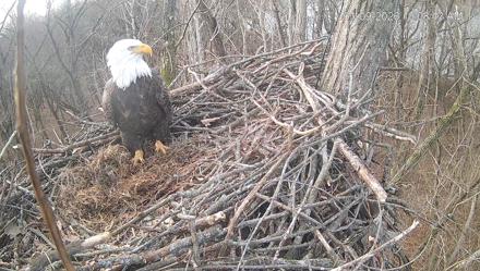Cardinal Land Conservancy Eagles Live Webcam - Jan 9, 2026, 10:08am EST
