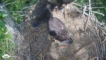Cardinal Land Conservancy Eagles Live Webcam - May 13, 2026, 4:44pm EDT