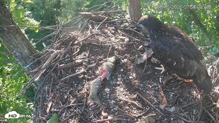 Cardinal Land Conservancy Eagles Live Webcam - Jun 15, 2026, 7:55am EDT