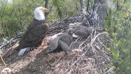 Cardinal Land Conservancy Eagles Live Webcam - Apr 16, 2026, 5:48pm EDT
