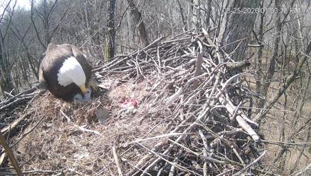 Cardinal Land Conservancy Eagles Live Webcam - Mar 25, 2026, 1:04pm EDT