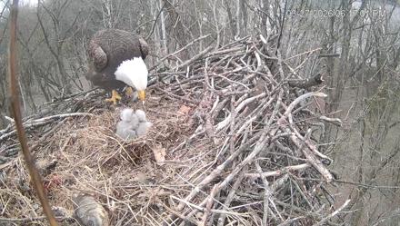 Cardinal Land Conservancy Eagles Live Webcam - Mar 27, 2026, 6:17pm EDT