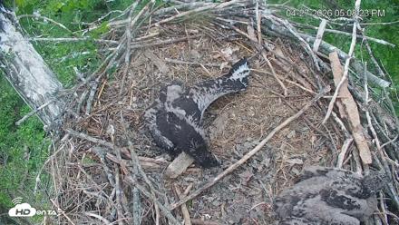 Cardinal Land Conservancy Eagles Live Webcam - Apr 27, 2026, 5:09pm EDT