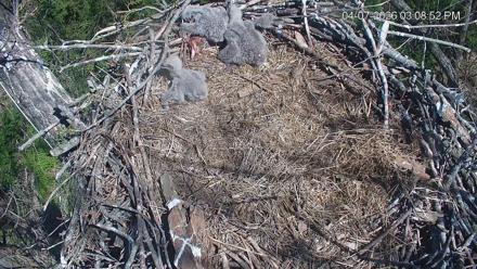Cardinal Land Conservancy Eagles Live Webcam - Apr 7, 2026, 3:09pm EDT