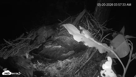 Cardinal Land Conservancy Eagles Live Webcam - May 20, 2026, 3:58am EDT