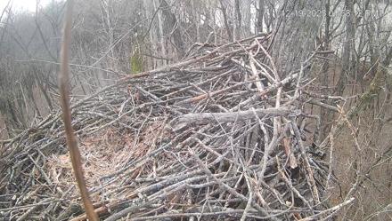 Cardinal Land Conservancy Eagles Live Webcam - Dec 19, 2025, 1:58pm EST