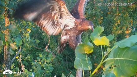 Cardinal Land Conservancy Eagles Live Webcam - Jun 16, 2026, 6:29am EDT