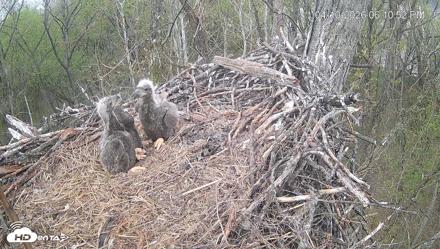 Cardinal Land Conservancy Eagles Live Webcam - Apr 10, 2026, 6:11pm EDT