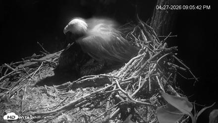 Cardinal Land Conservancy Eagles Live Webcam - Apr 27, 2026, 9:06pm EDT