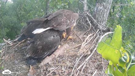 Cardinal Land Conservancy Eagles Live Webcam - May 17, 2026, 5:39pm EDT
