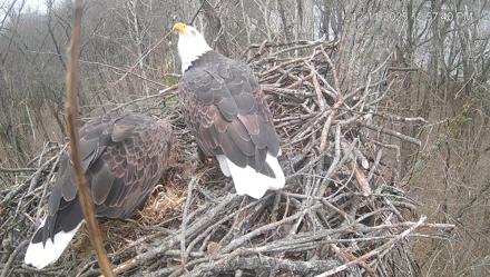 Cardinal Land Conservancy Eagles Live Webcam - Dec 11, 2025, 12:58pm EST