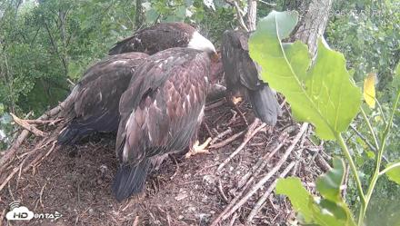 Cardinal Land Conservancy Eagles Live Webcam - May 27, 2026, 6:48pm EDT