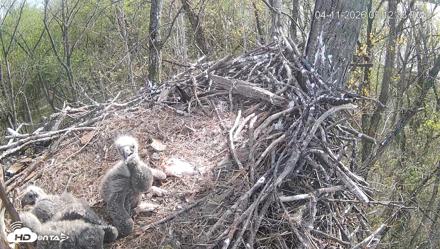 Cardinal Land Conservancy Eagles Live Webcam - Apr 11, 2026, 5:13pm EDT