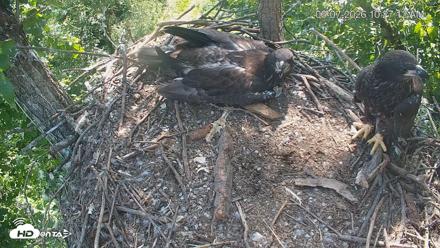 Cardinal Land Conservancy Eagles Live Webcam - Jun 7, 2026, 10:29am EDT