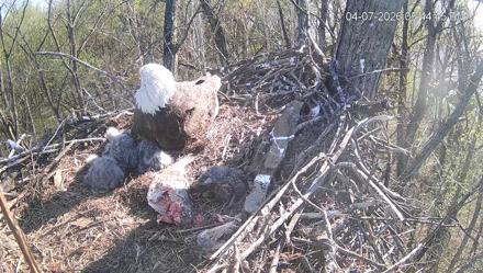 Cardinal Land Conservancy Eagles Live Webcam - Apr 7, 2026, 5:45pm EDT