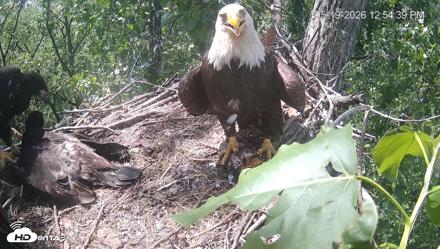 Cardinal Land Conservancy Eagles Live Webcam - May 19, 2026, 12:55pm EDT