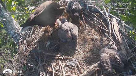Cardinal Land Conservancy Eagles Live Webcam - Apr 24, 2026, 9:29am EDT