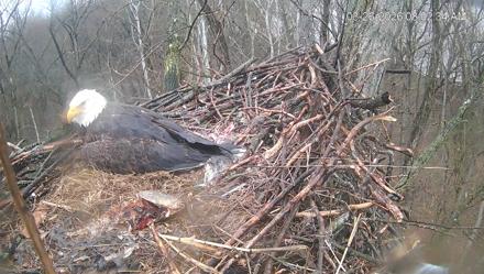 Cardinal Land Conservancy Eagles Live Webcam - Mar 26, 2026, 8:03am EDT