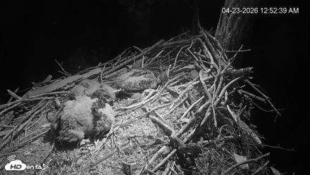 Cardinal Land Conservancy Eagles Live Webcam - Apr 23, 2026, 12:53am EDT