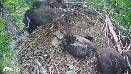 Cardinal Land Conservancy Eagles Live Webcam - May 6, 2026, 10:45am EDT