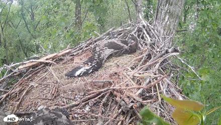 Cardinal Land Conservancy Eagles Live Webcam - Apr 28, 2026, 1:30pm EDT